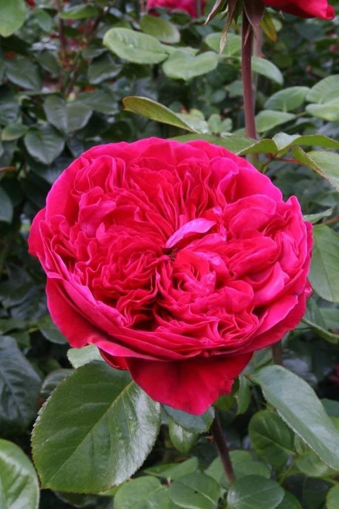 Rouge Royal