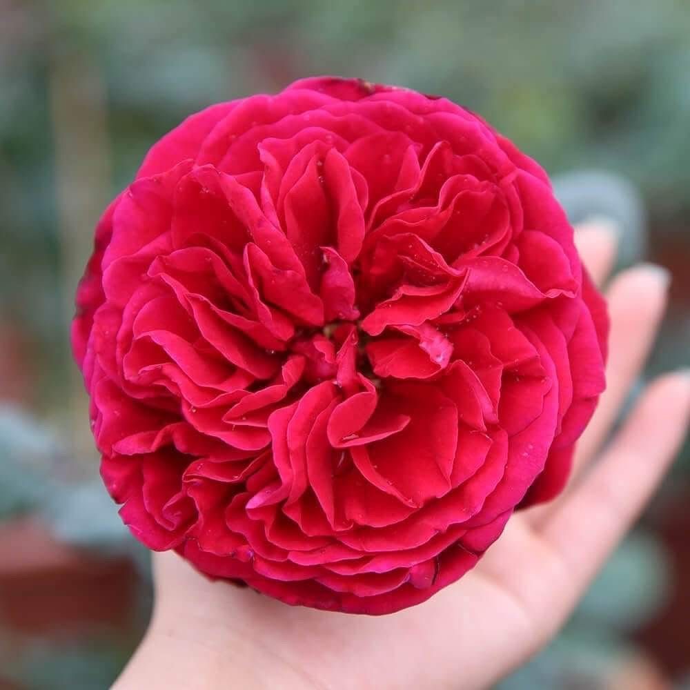 Rouge Royal