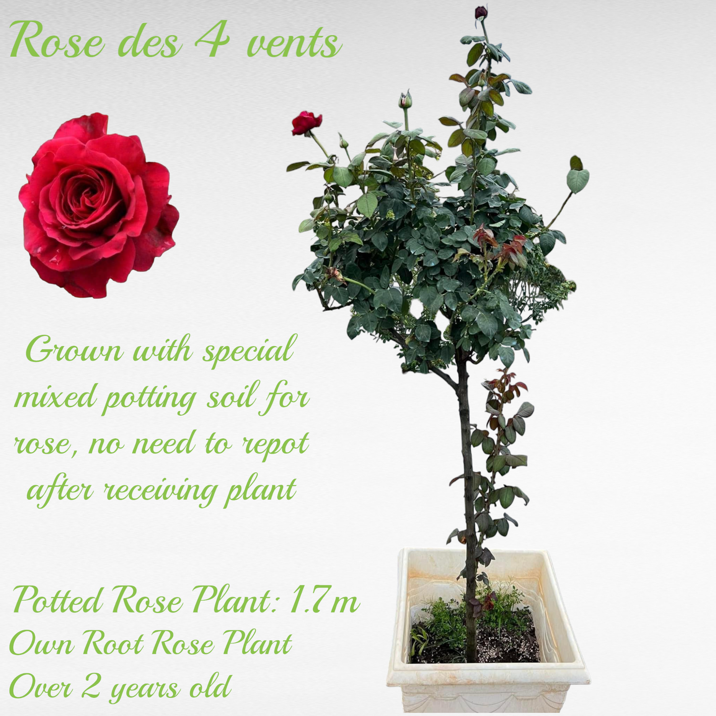 La Rose des Vents