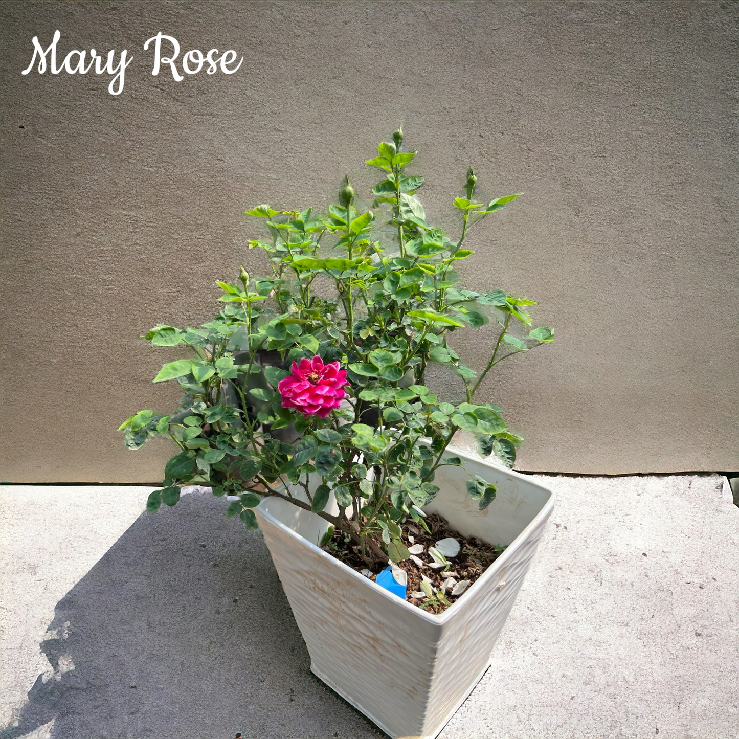 Mary Rose