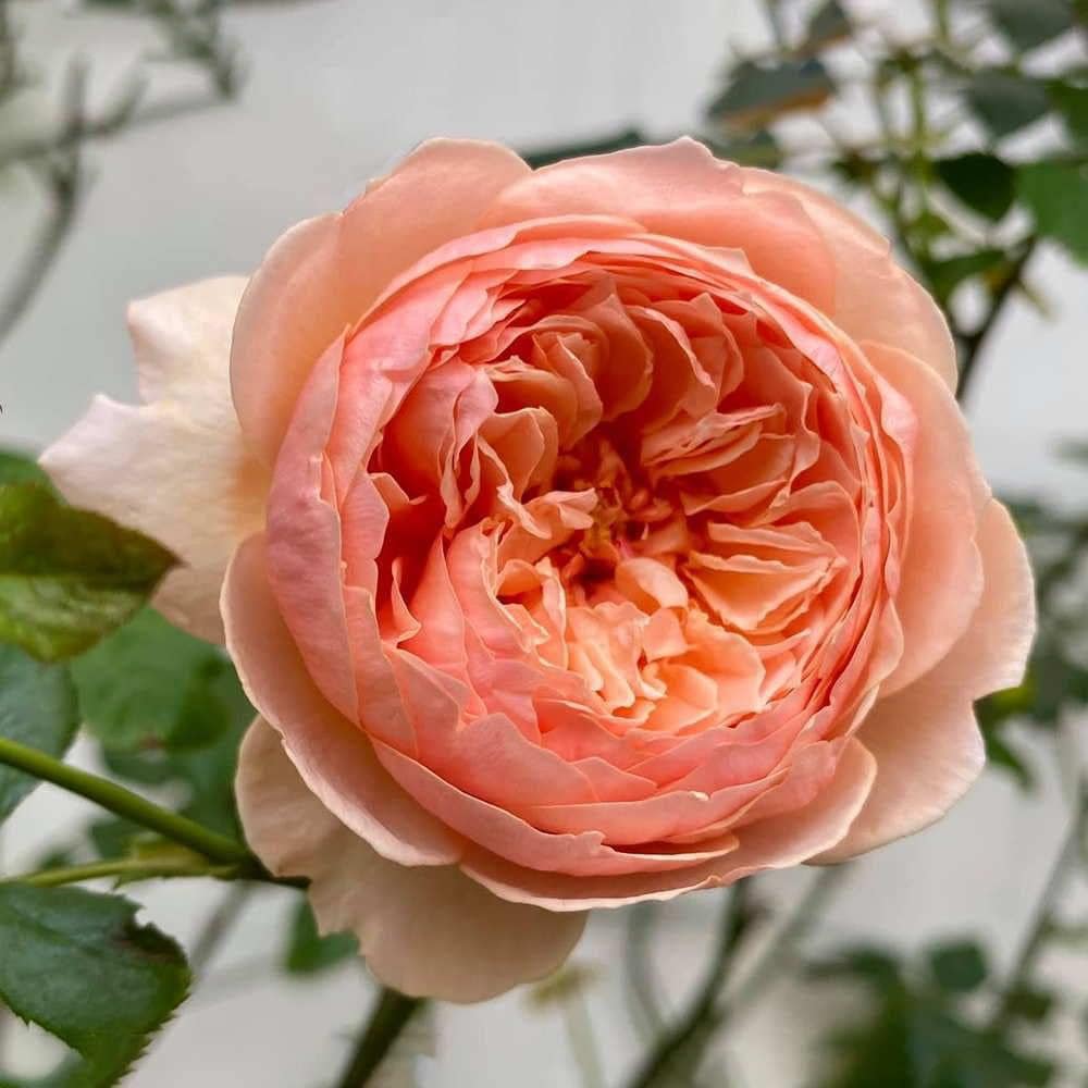 Masora- Potted Rose Plant ( Extra Medium Size)