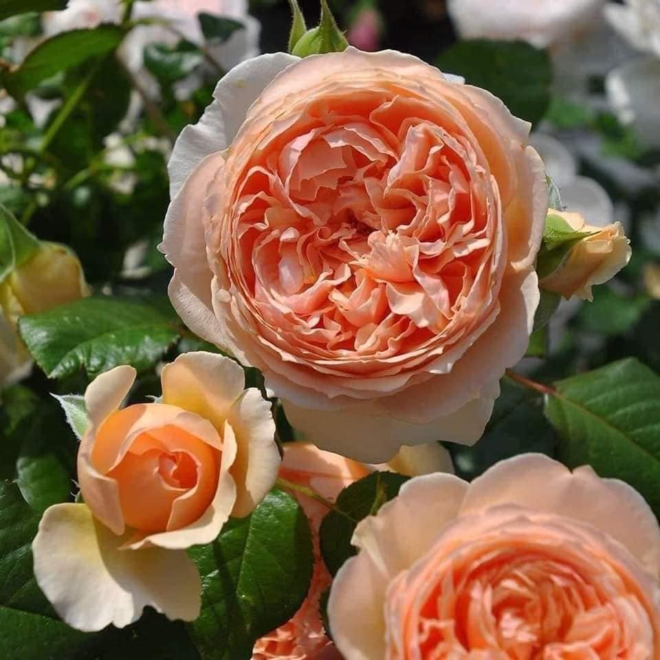 Masora- Potted Rose Plant ( Extra Medium Size)