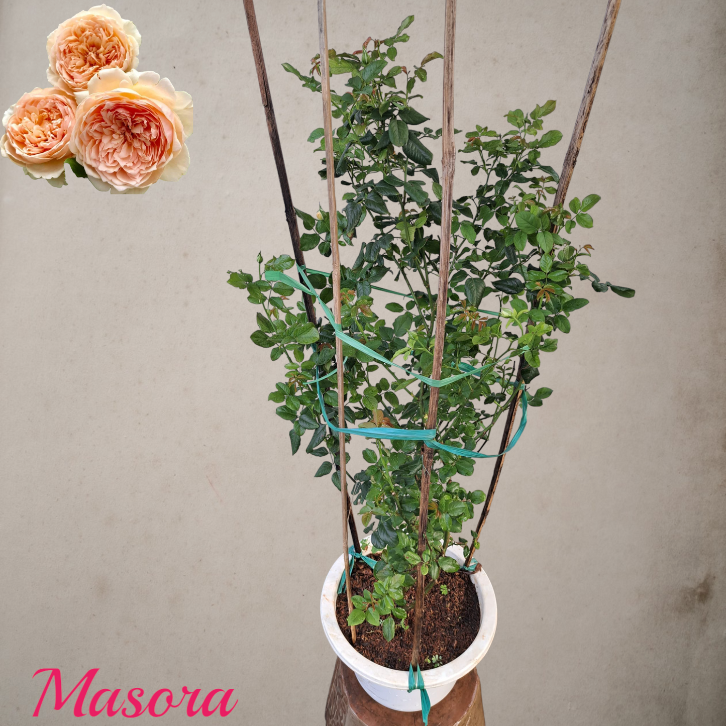 Masora- Potted Rose Plant ( Extra Medium Size)