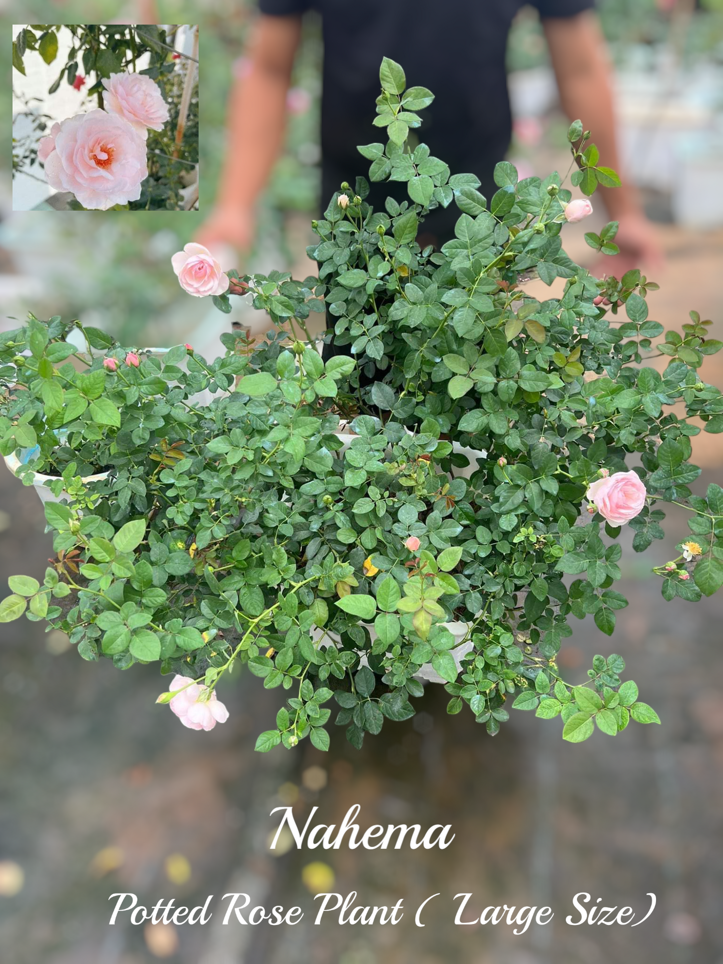 Nahema