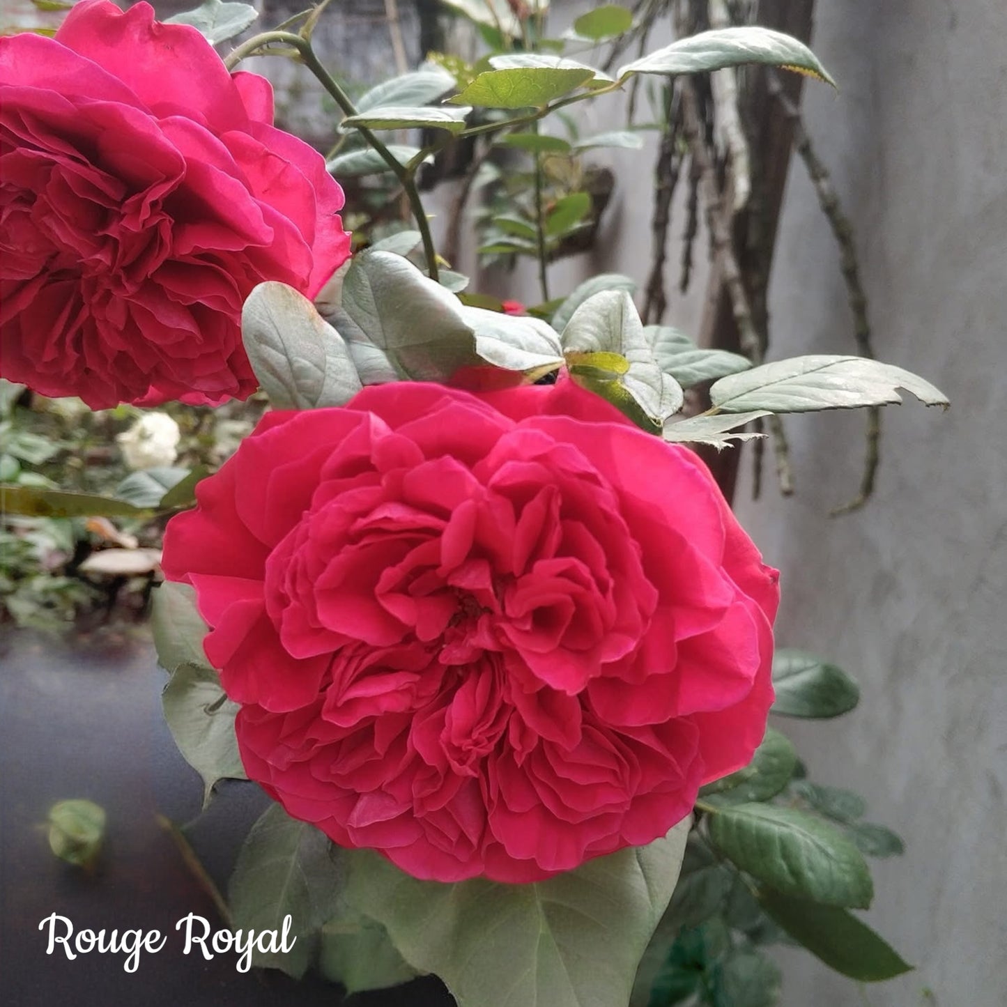 Rouge Royal