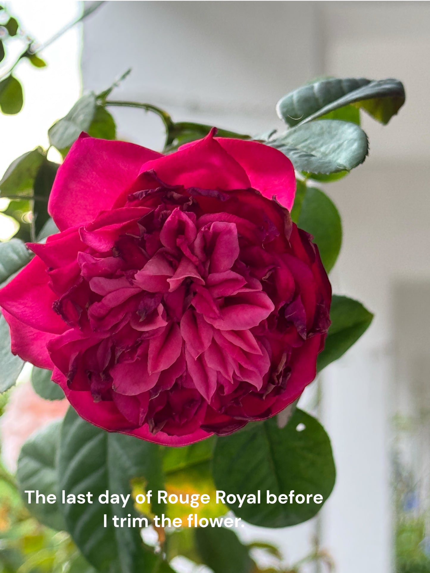 Rouge Royal