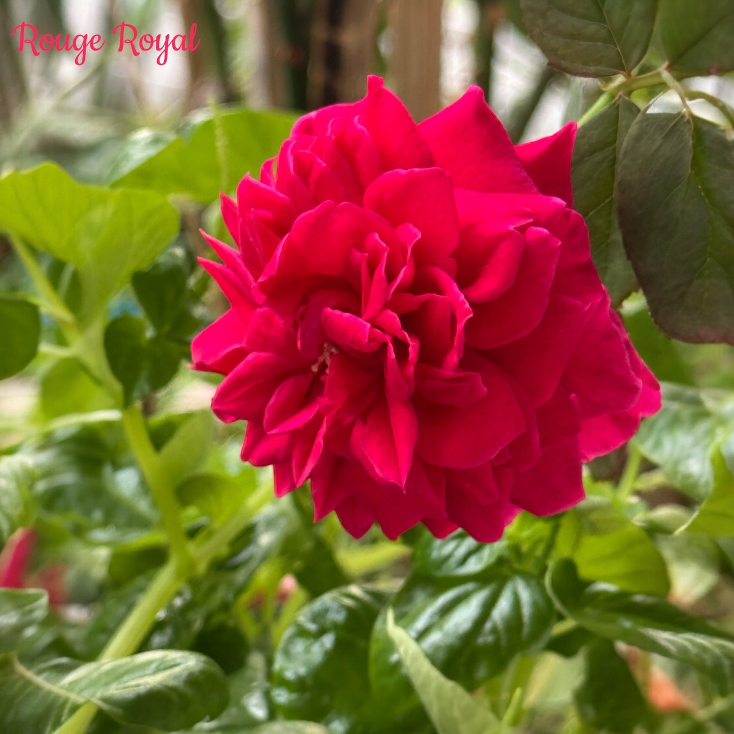 Rouge Royal