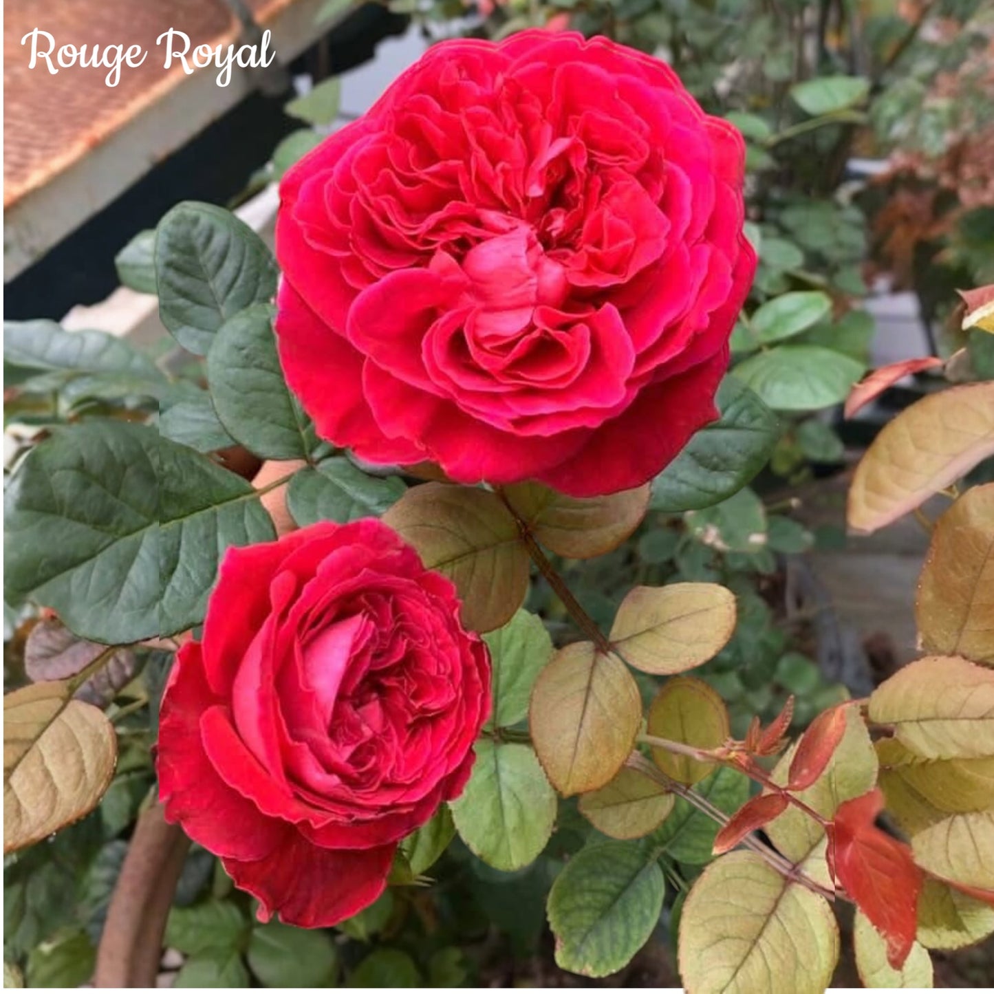 Rouge Royal