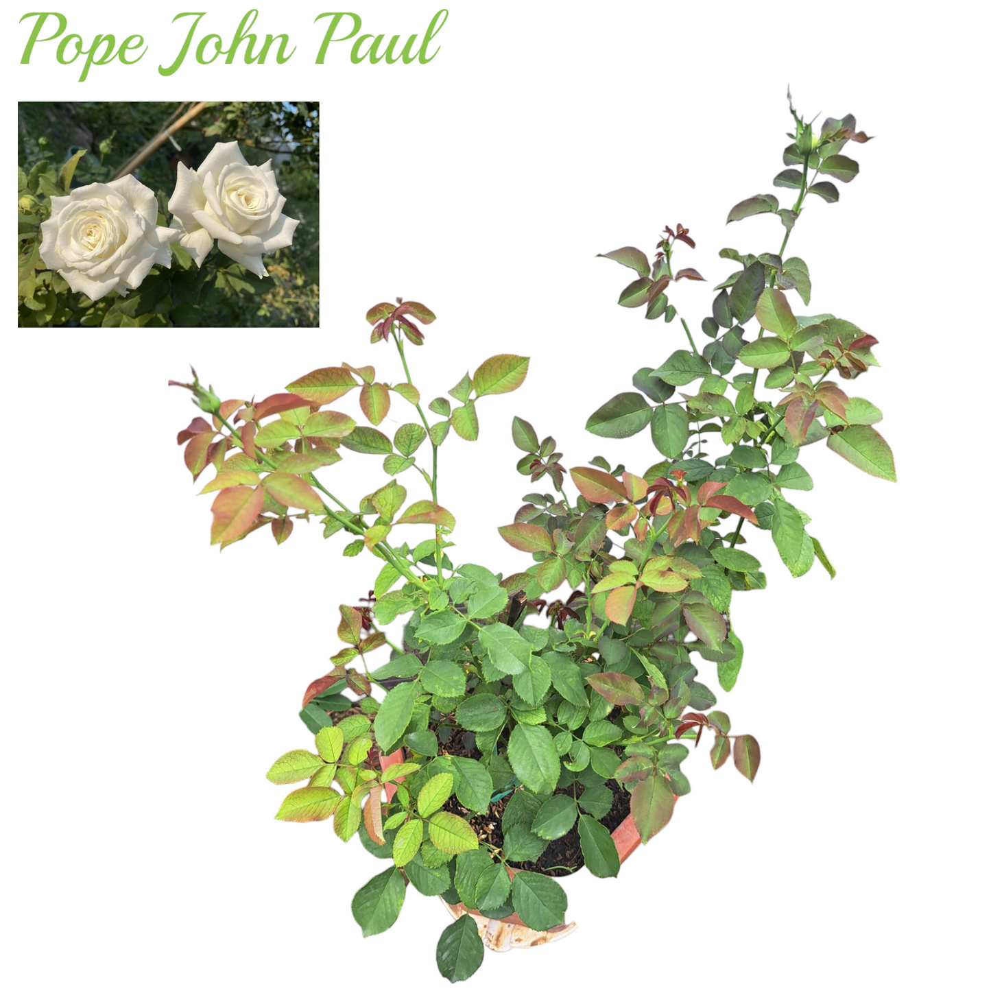 Pope John Paul II