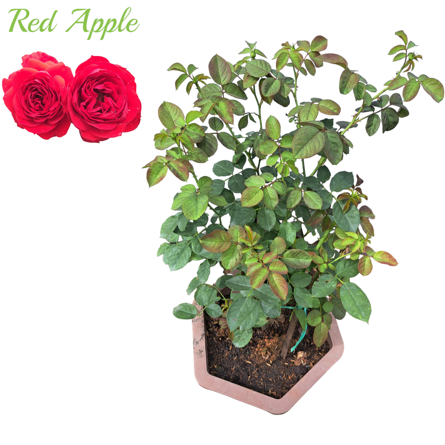 Red Apple