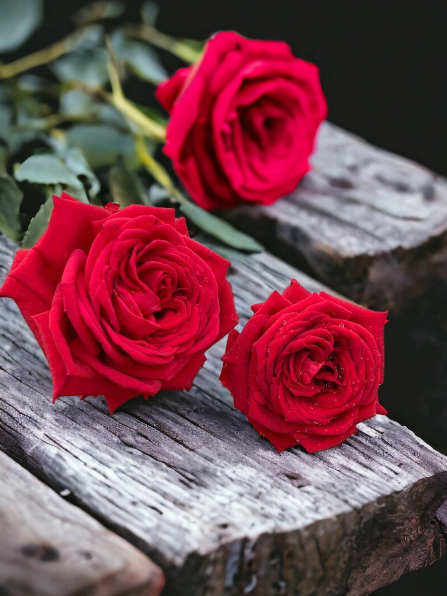 Red Monte ( Giant Rose Plant)
