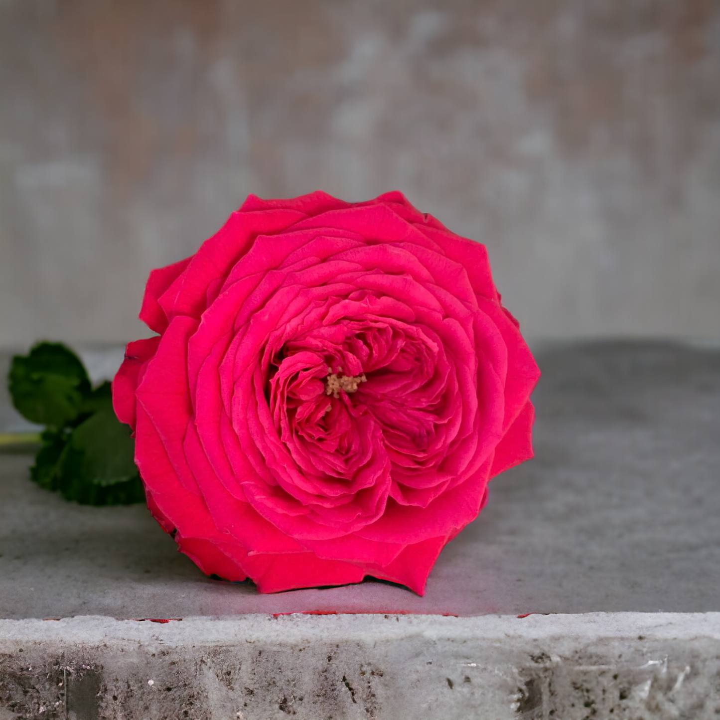 Red Monte ( Giant Rose Plant)
