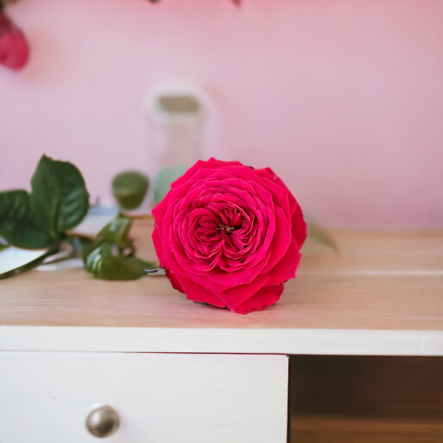 Red Monte ( Giant Rose Plant)