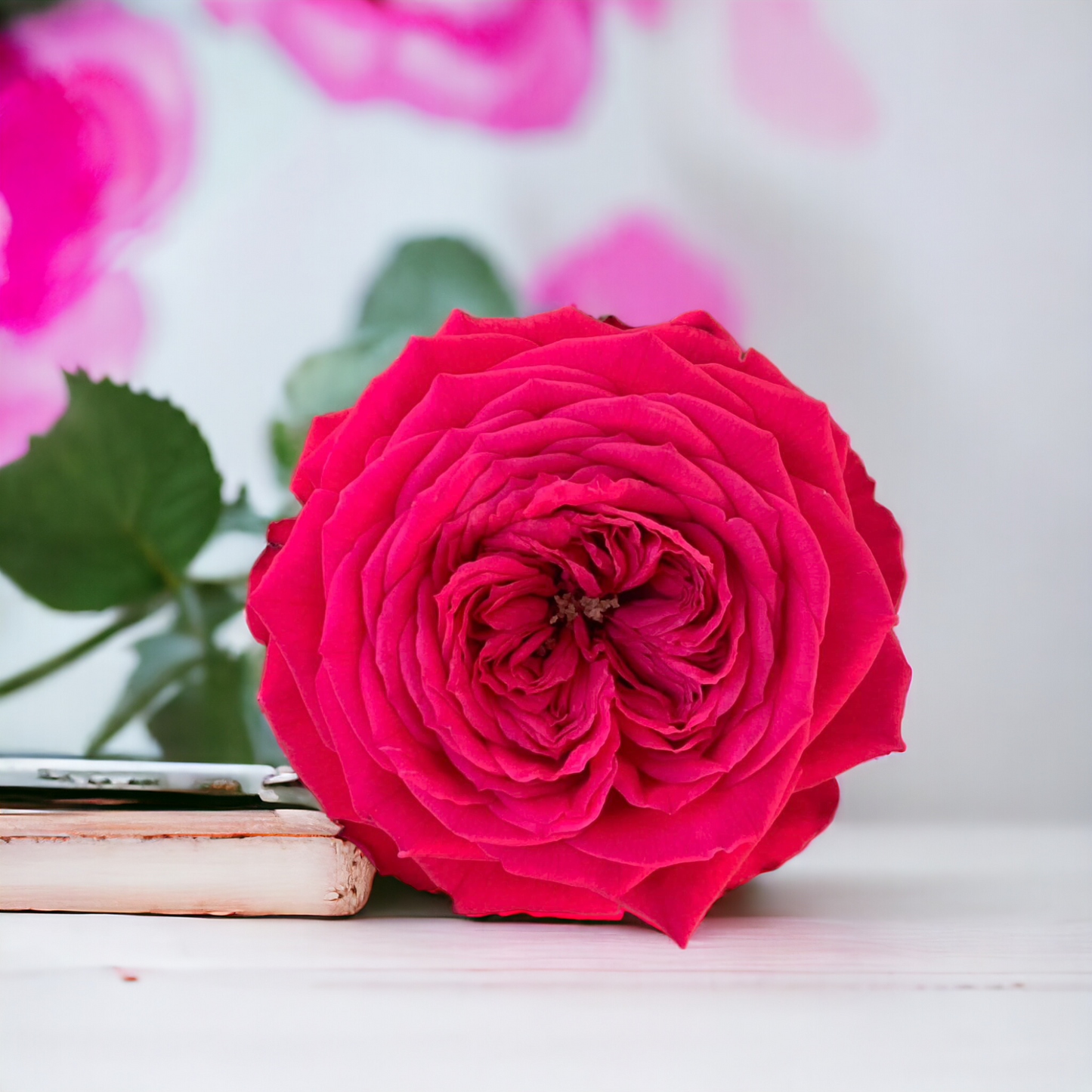 Red Monte ( Giant Rose Plant)