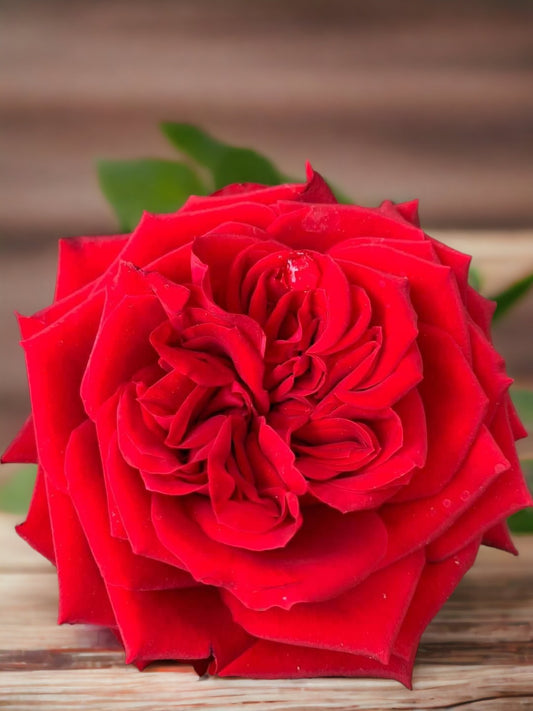 Red Ohara/ Red Elegance