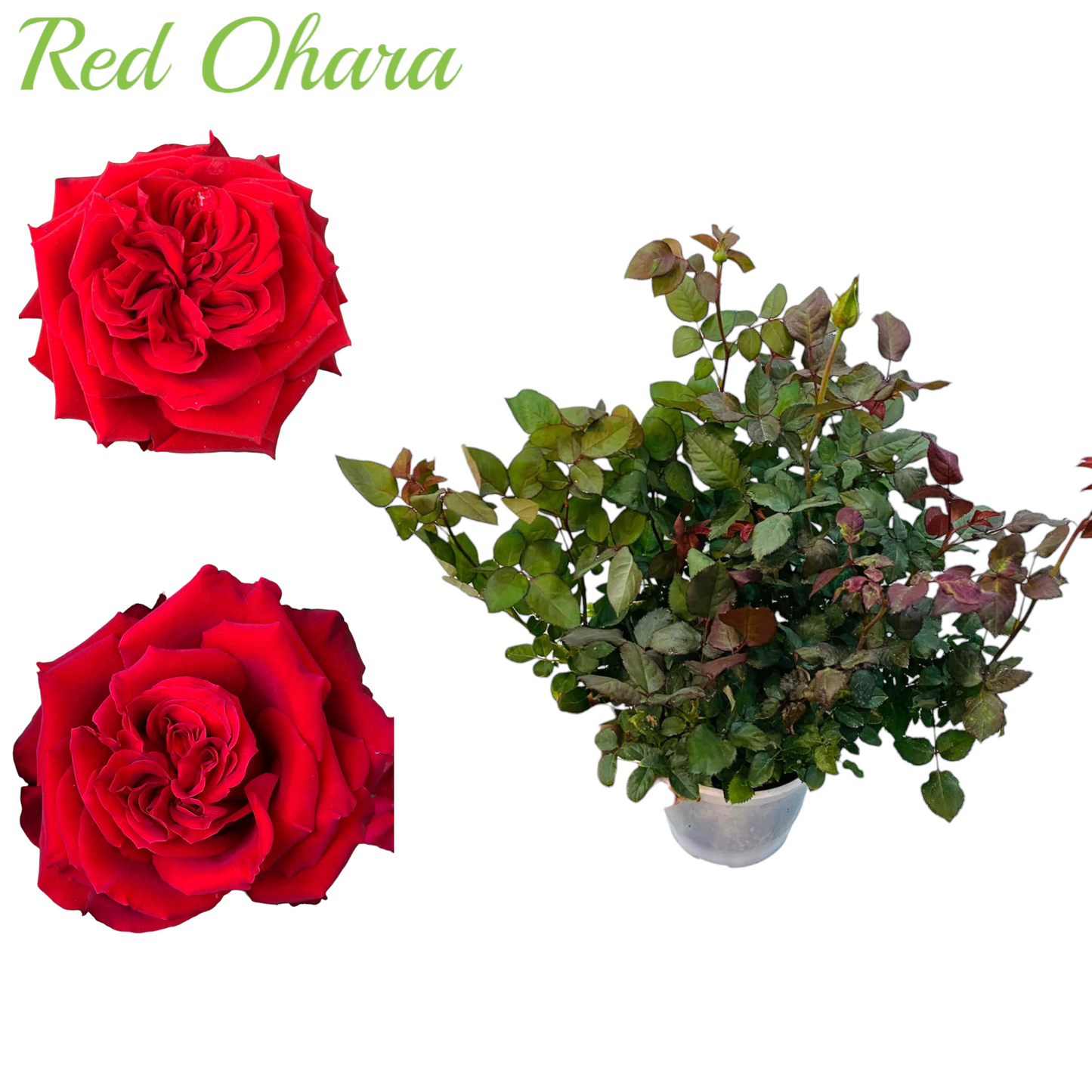 Red Ohara