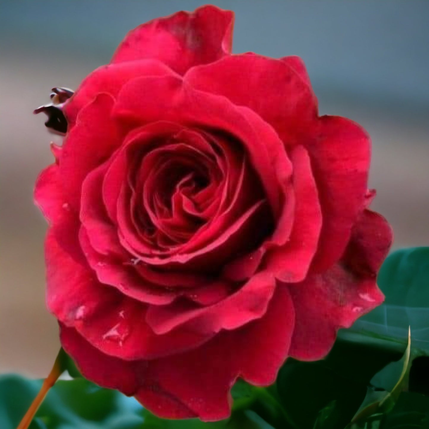 La Rose des Vents