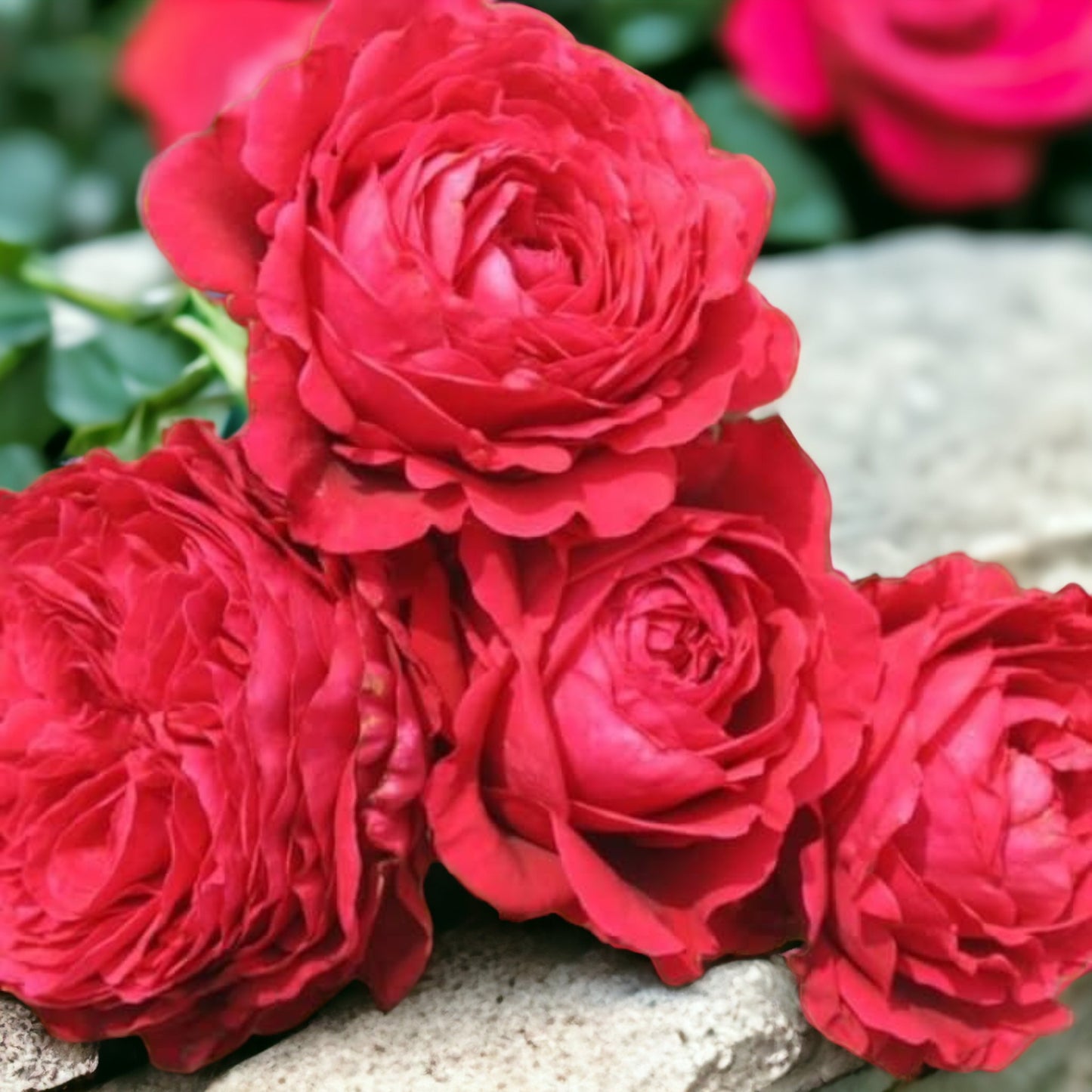 La Rose des Vents