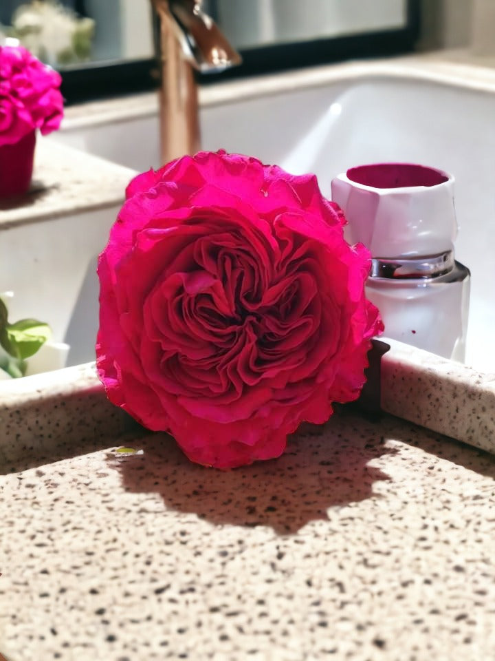 La Rose des Vents
