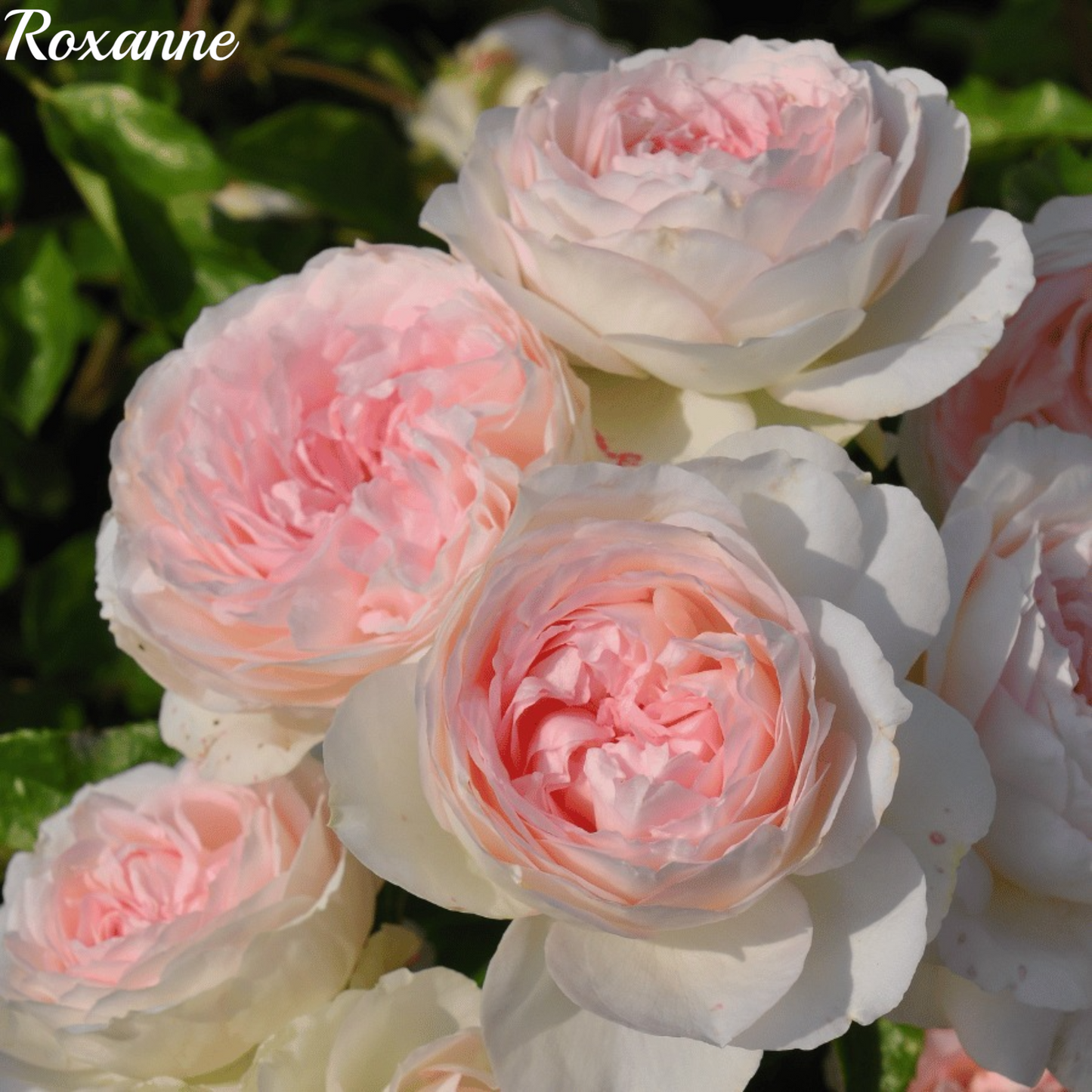 Roxanne