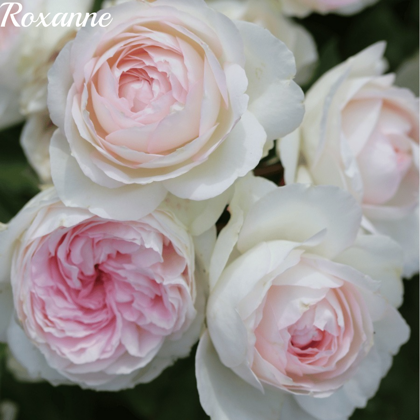 Roxanne