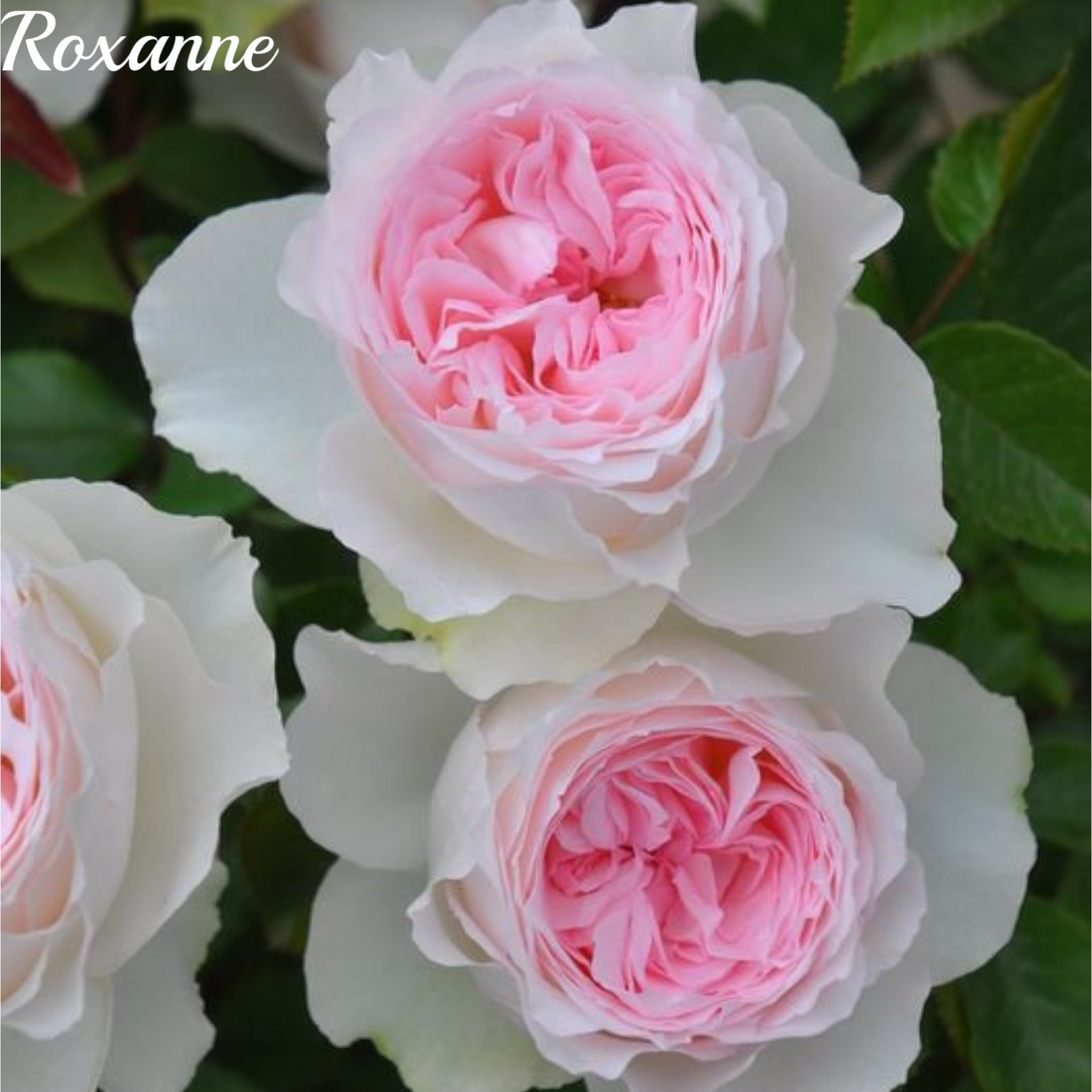 Roxanne – SG Rose Corner