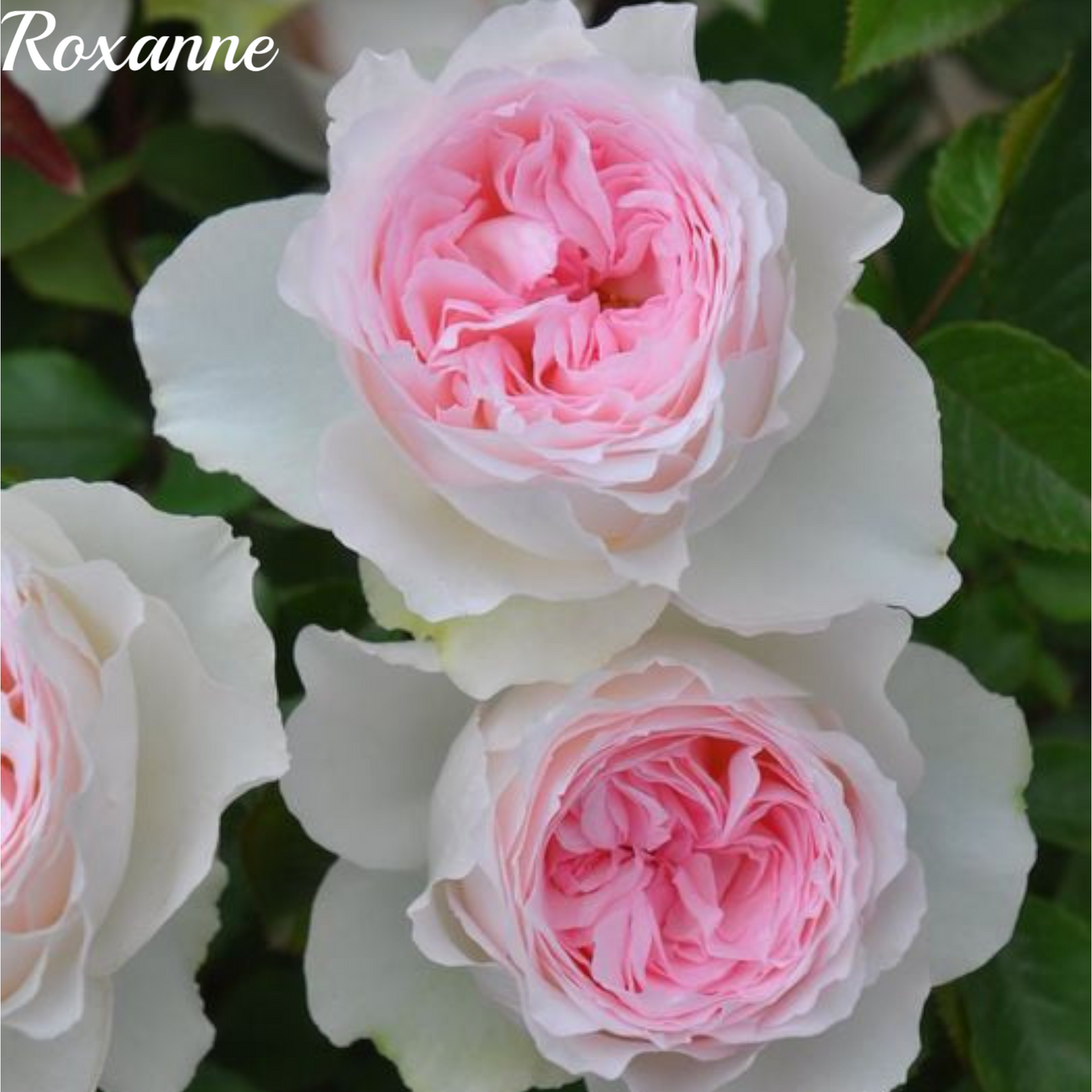 Roxanne