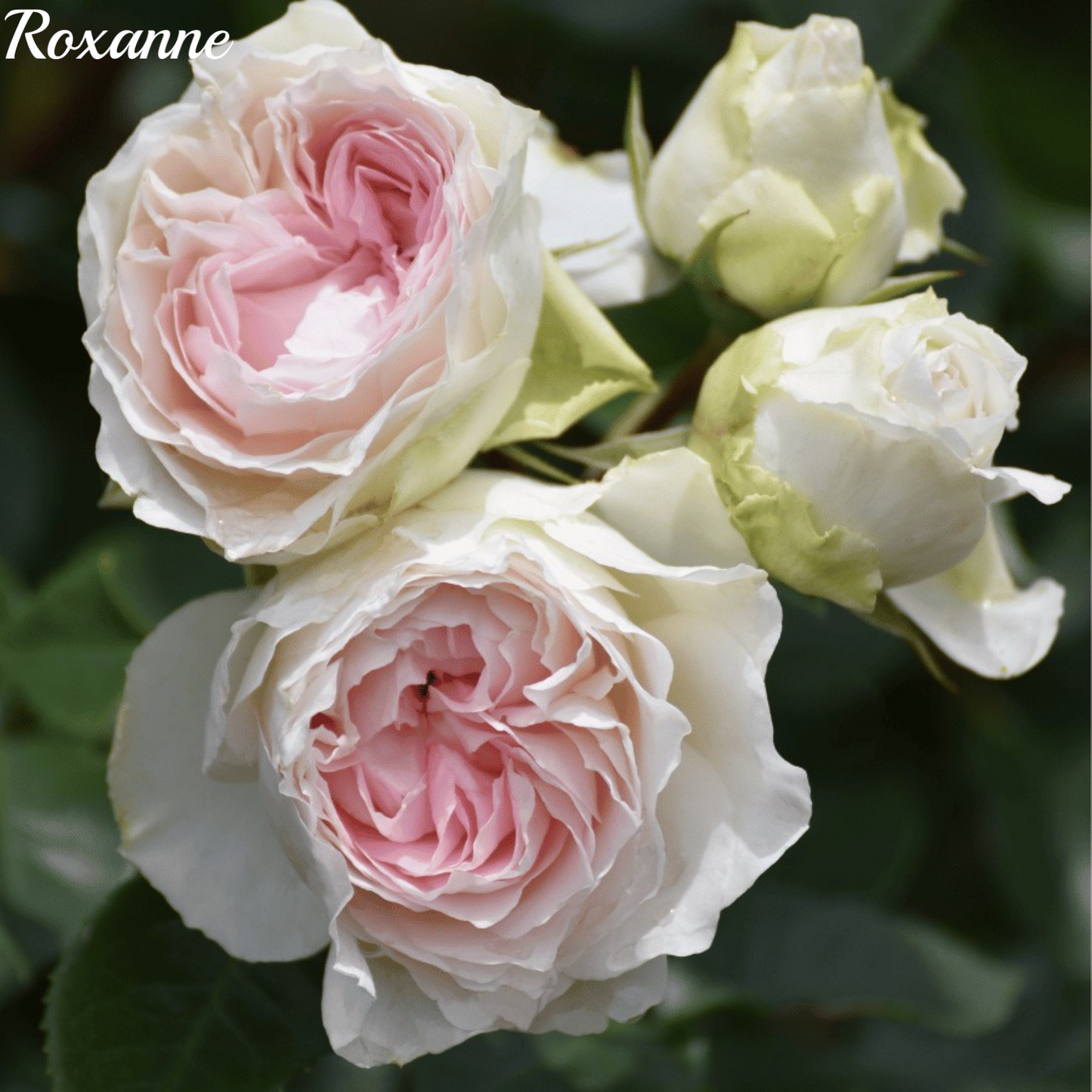 Roxanne