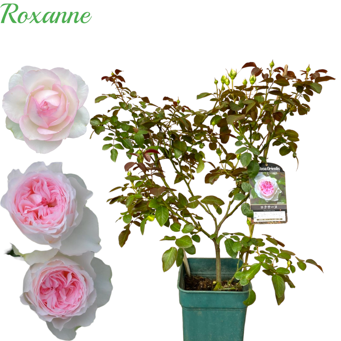 Roxanne