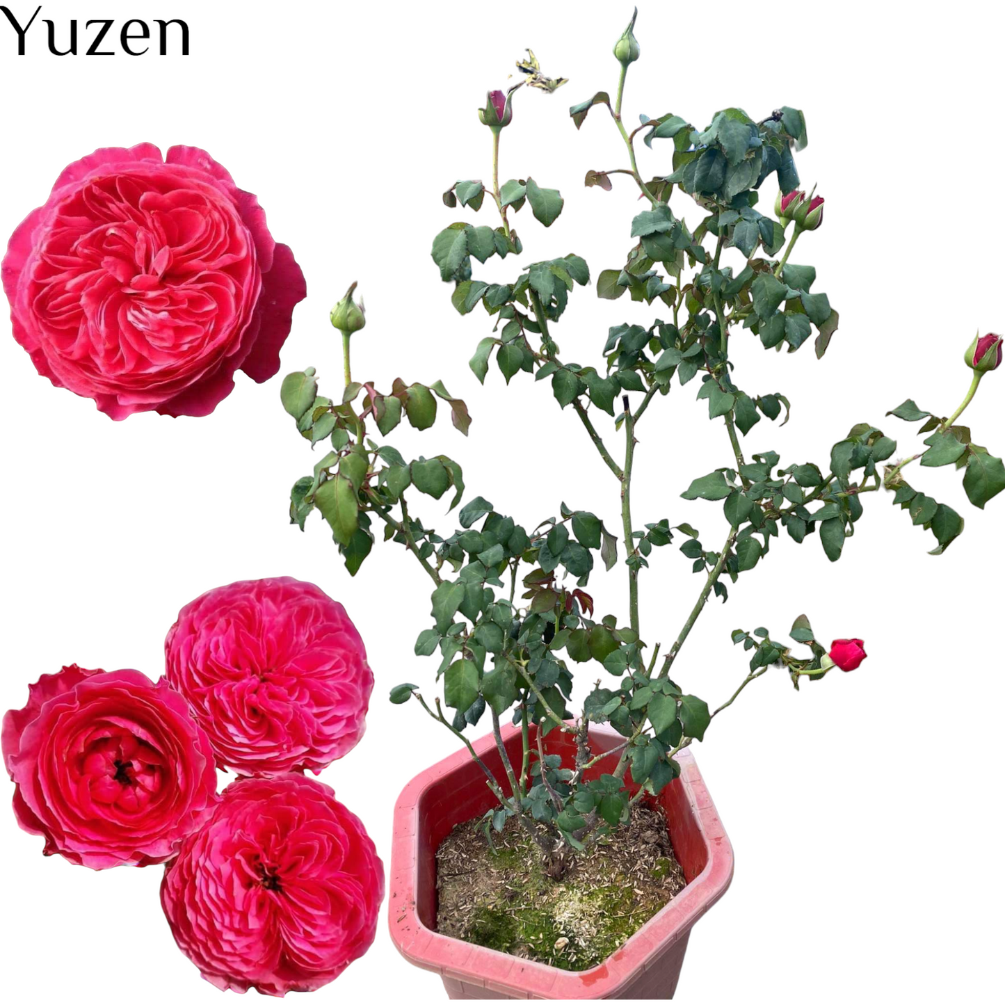 Yuzen