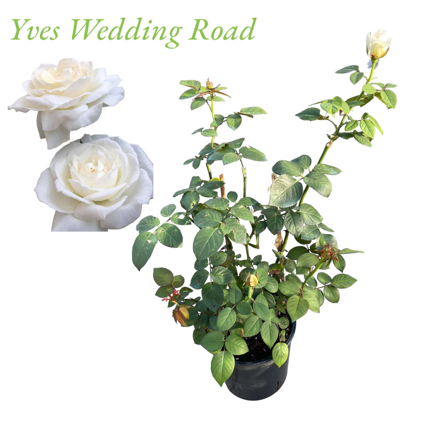 Yves Wedding Road