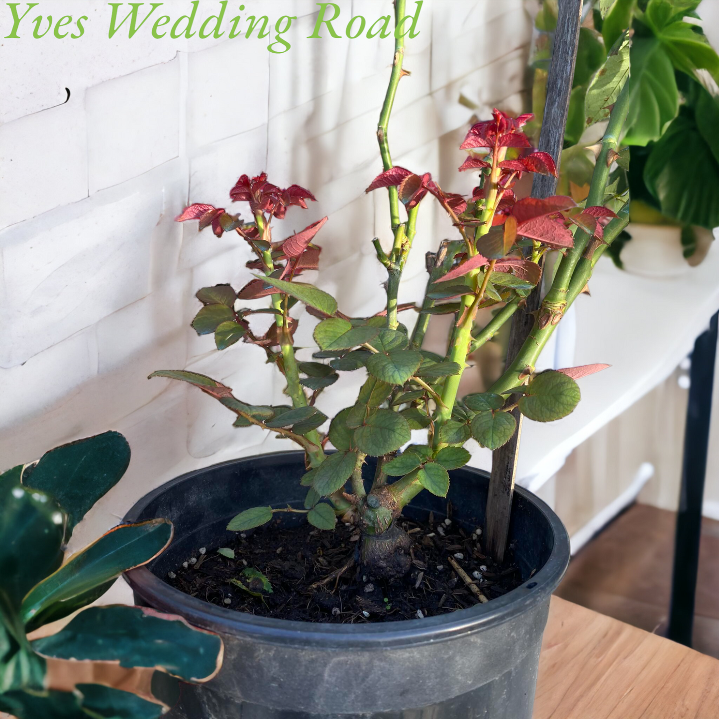 Yves Wedding Road