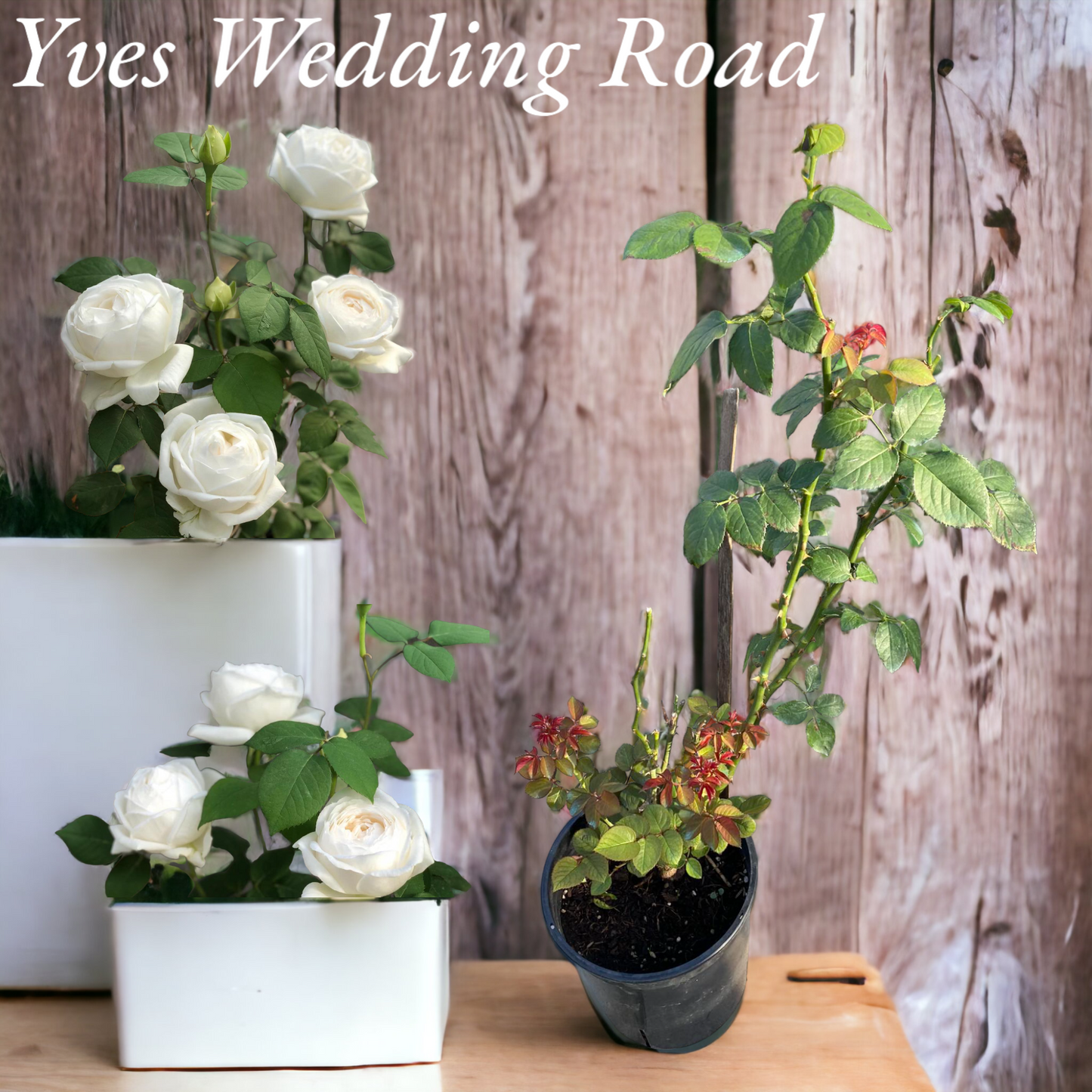 Yves Wedding Road