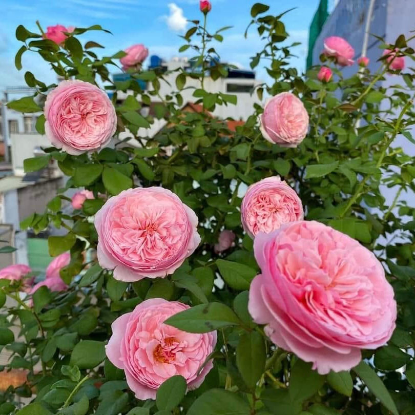 Carey: Mini Grafted Rose Plant