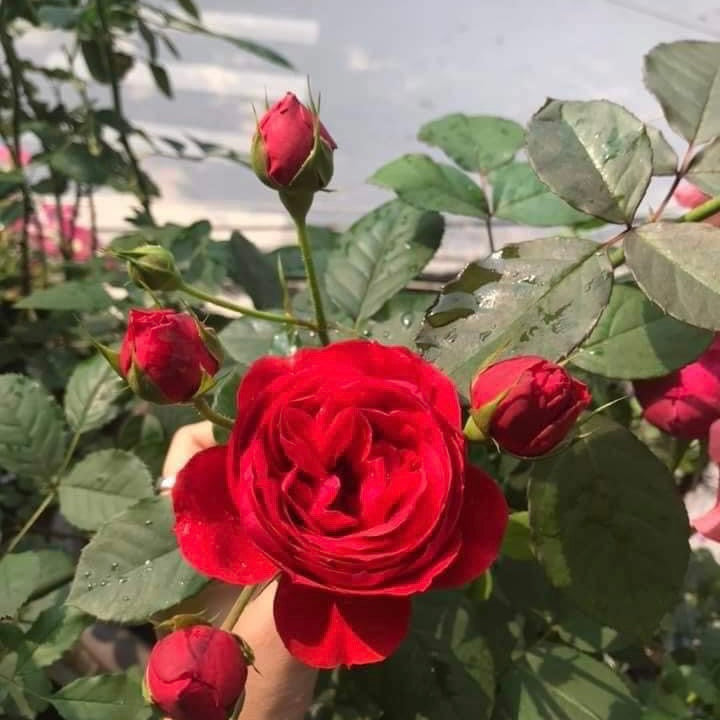 Red Apple