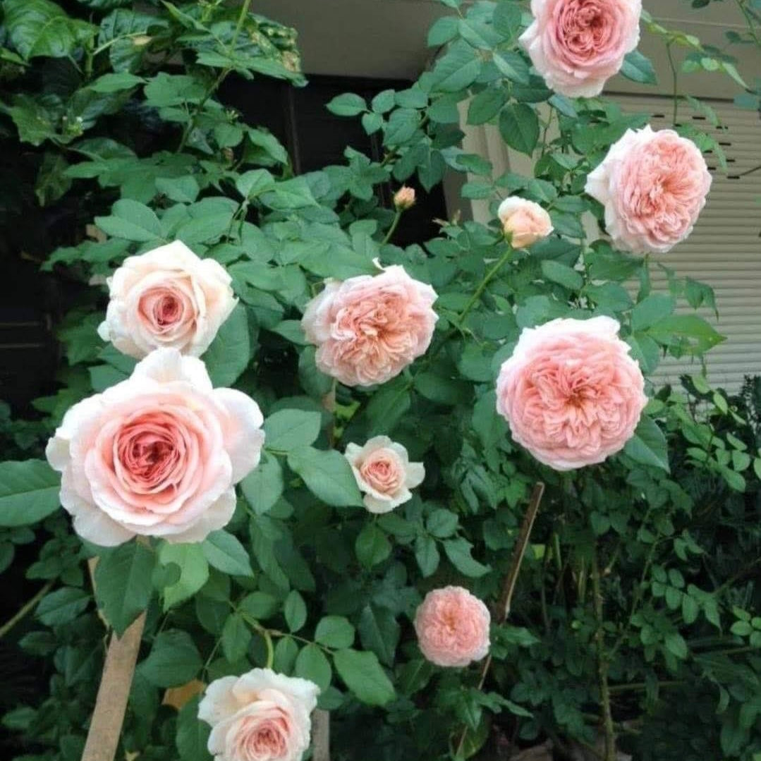 Abraham Darby ( Medium Size)