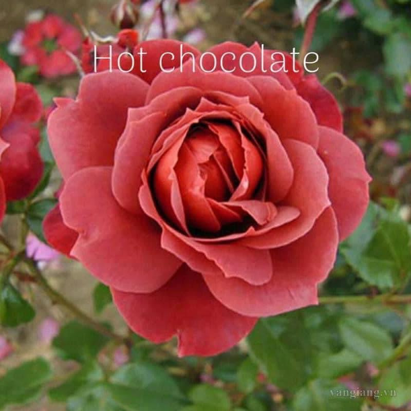 Air-layering Rooted Rose