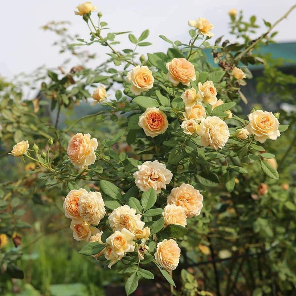Crown Princess Margareta