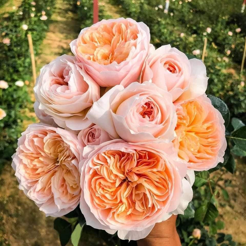 Juliet (Sale)