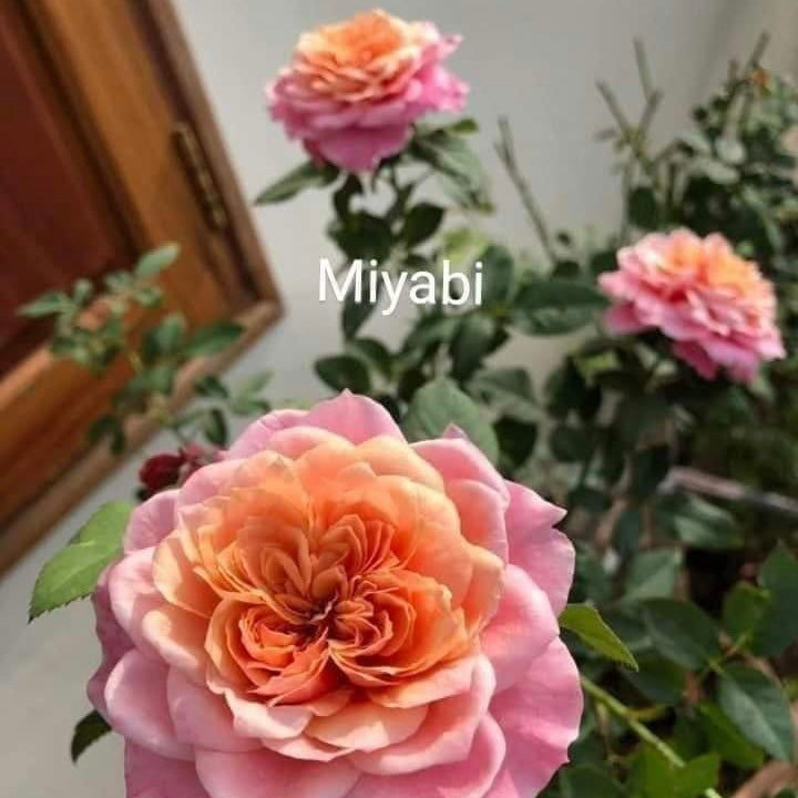 Miyabi