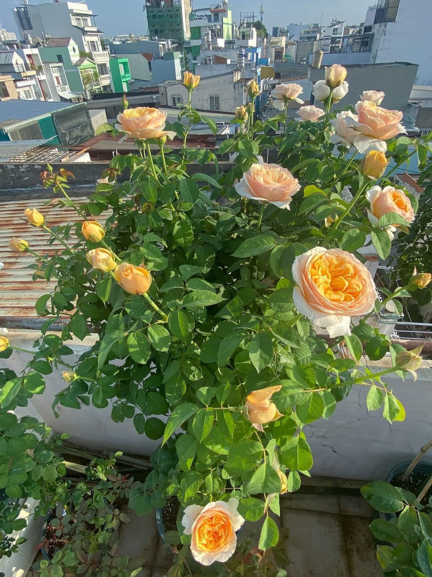 Juliet (Sale)