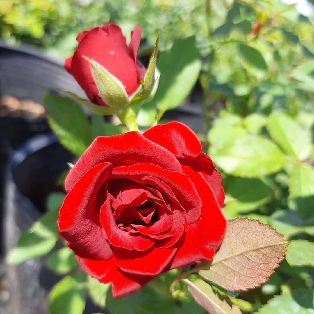 Red Apple