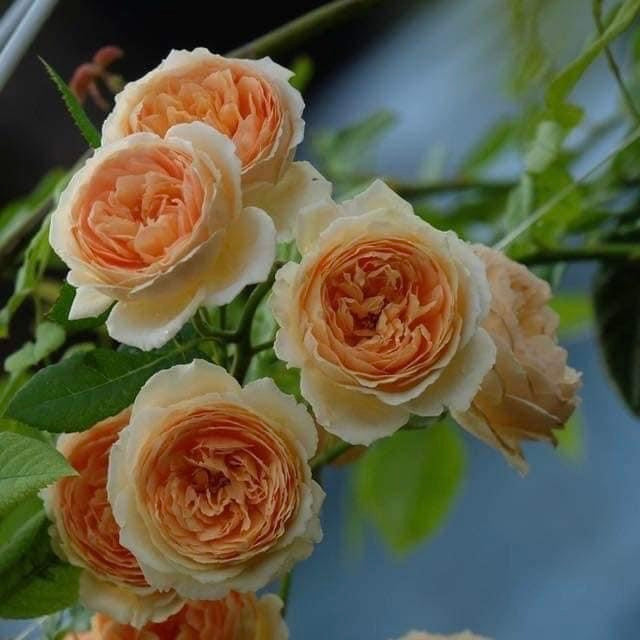 Crown Princess Margareta