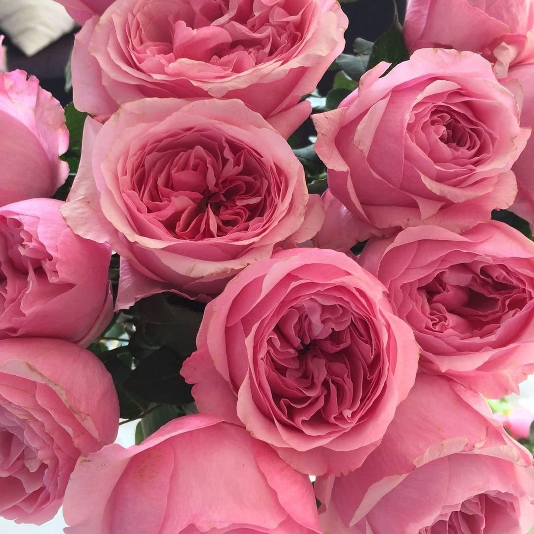 Carey: Mini Grafted Rose Plant