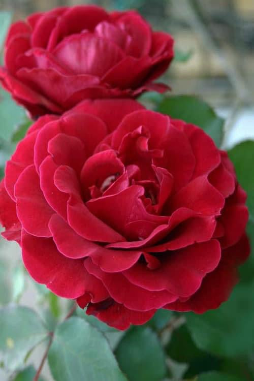 Don Juan- Own Root Rose Plant