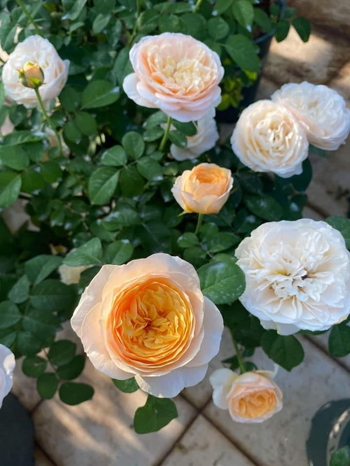 Juliet (Sale)