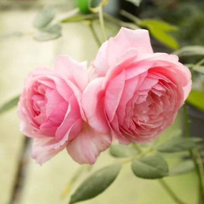 Lady Heirloom Rose: Timeless Beauty with Stunning Pink Blooms and Moderate Fragrance