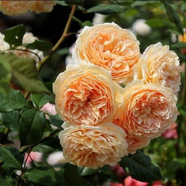 Crown Princess Margareta