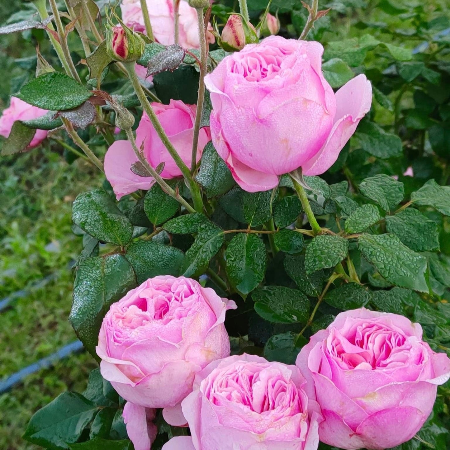 Carey: Mini Grafted Rose Plant