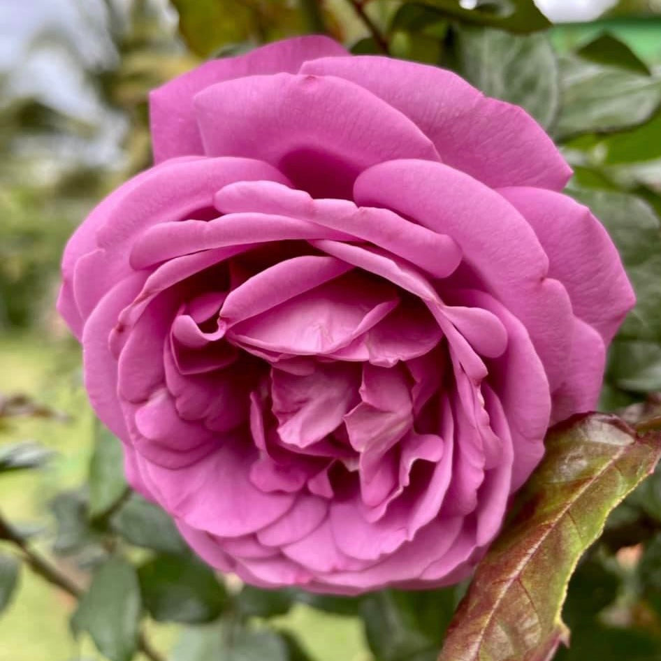Plum Perfect